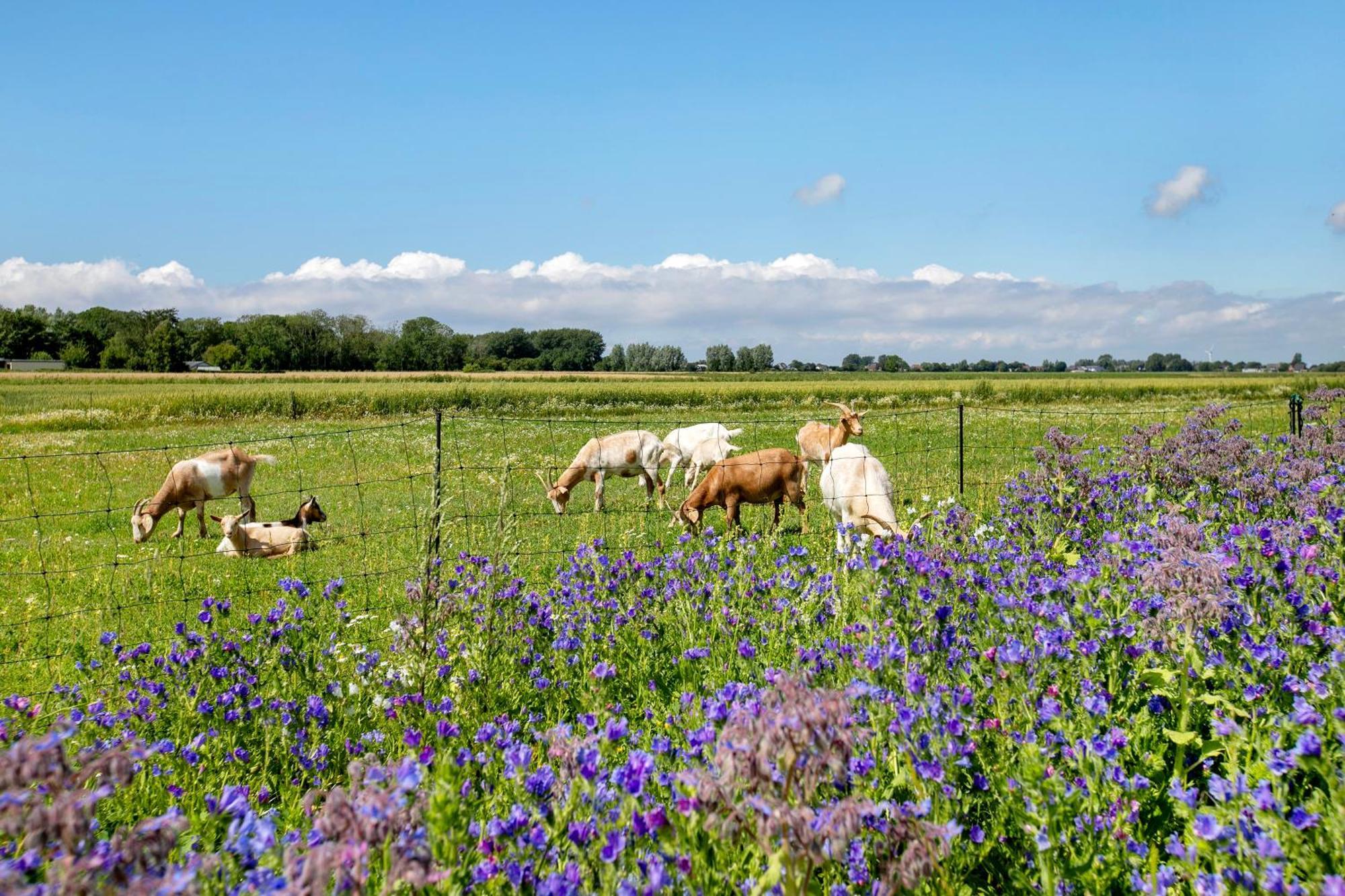Ferienhof Jacobsen Nordstrand Zewnętrze zdjęcie